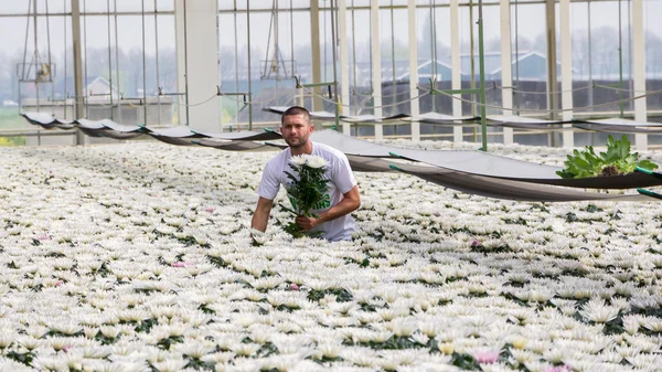 Werknemer tussen kleurrijke chrysanten in een Nederlandse kas — Stockfoto