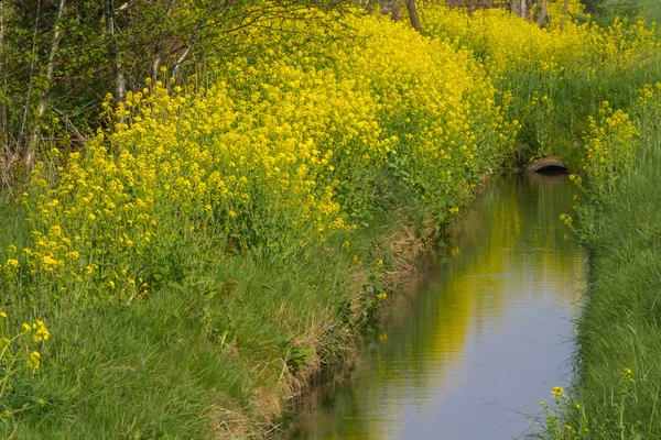 Graines de colza en fleurs — Photo