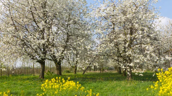 ilkbaharda çiçek açan meyve bahçesi