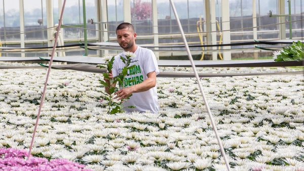 Работник между красочными хризантемами в голландской теплице — стоковое фото