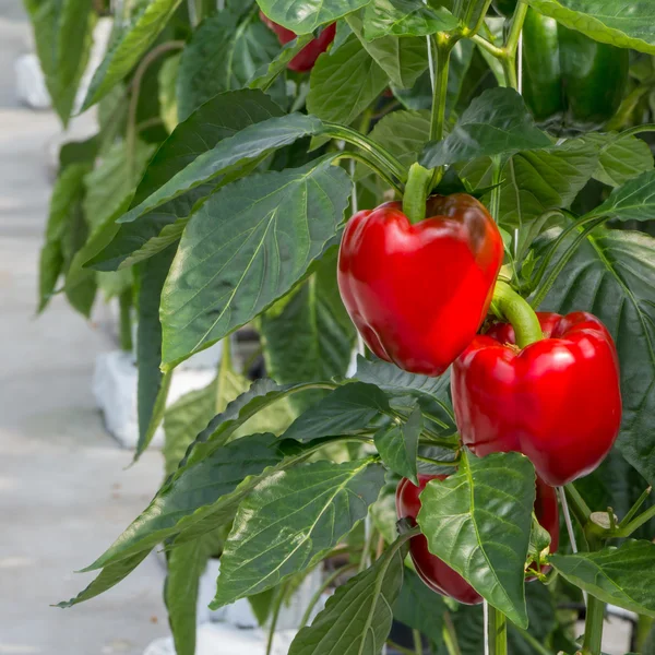 Pěstování papriky ve skleníku Stock Obrázky
