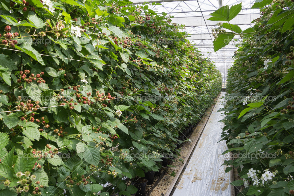 Blackberry in a greenhouse — Stock Photo © photoweges 45011919