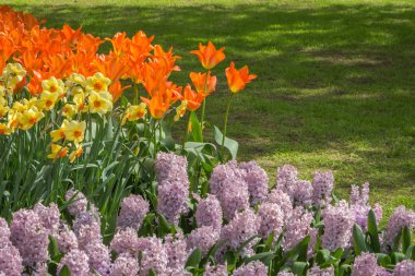 İlkbaharda çiçek açmış.