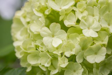 Viburnum opulus (kartopu)