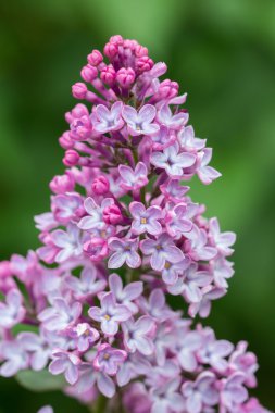 Syringa vulgaris leylak çiçeği