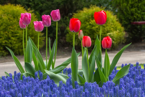 Flowerbed in spring with bulbs — Stock Photo, Image