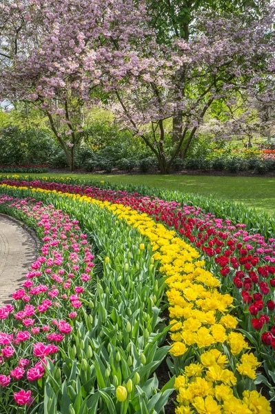 Flowerbed in spring with bulbs — Stock Photo, Image