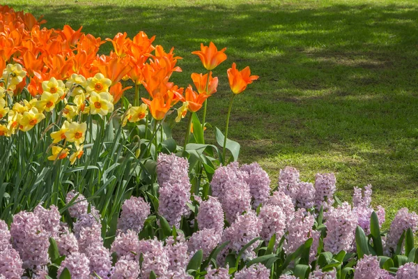 İlkbaharda çiçek açmış.