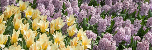 Flowerbed in spring with bulbs — Stock Photo, Image