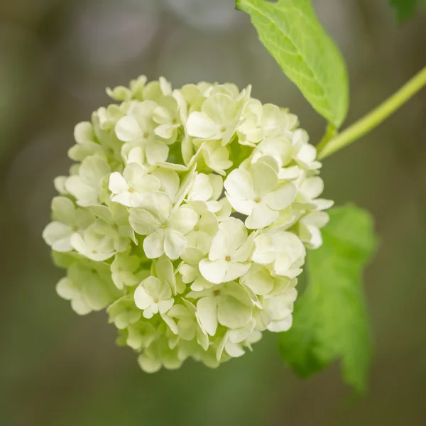 Viburnum opulus (Bola de neve ) — Fotografia de Stock