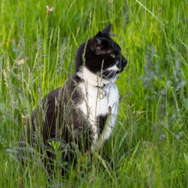 uyanık otlak olarak siyah ve beyaz kedi