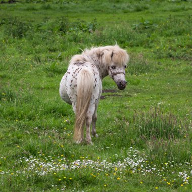 bir çayır çiçeklerle otlatma meşin midilli