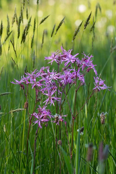 冠状 flos ホワイトロビン (lychnis flos ホワイトロビン) 花 — ストック写真