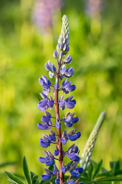 Kwitnący łubin niebieski — Zdjęcie stockowe