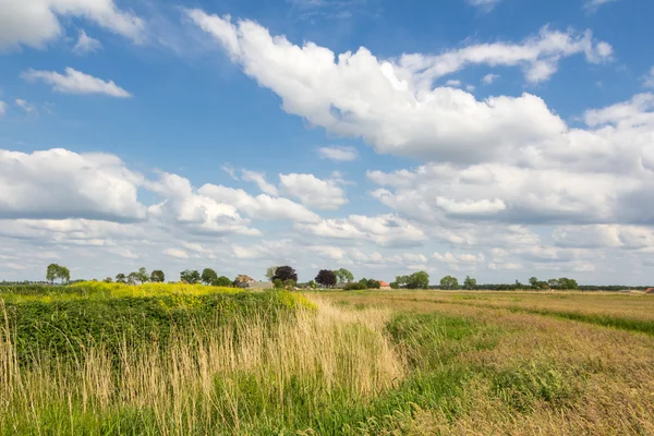 Dutch wild landscape rapeseed — Stock Photo, Image