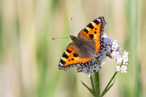 Petit papillon écaille de tortue — Photo