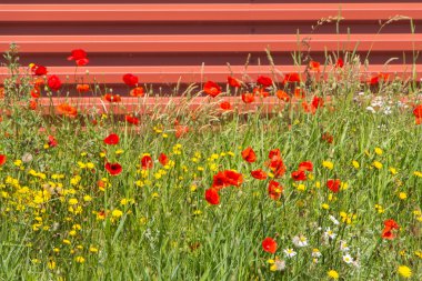 kır çiçekleri industiral alan