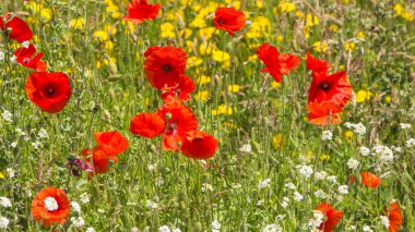 kır çiçekleri industiral alan