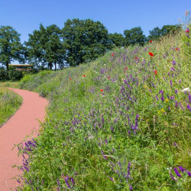 Kır çiçekleri om yolun kenarında