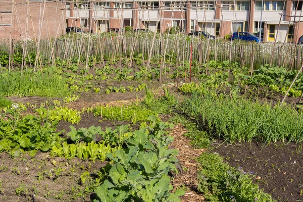 Agricoltura urbana — Foto Stock