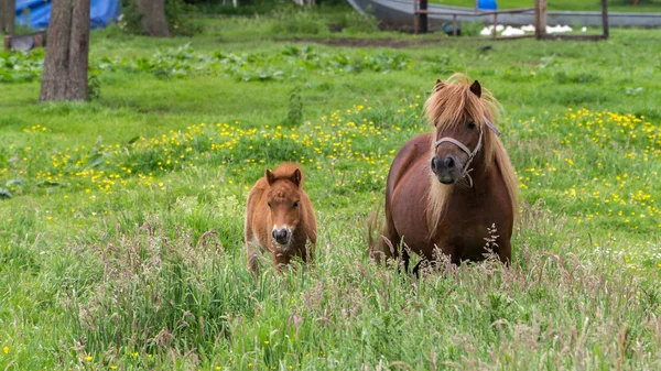 Poney brun avec poulain dans une prairie avec des fleurs — Photo