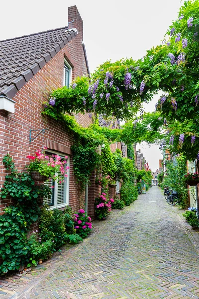 Verdissement urbain en Alkmaar, Pays-Bas — Photo