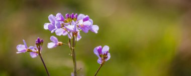 yeşil arka plan üzerinde pembe bahar çiçekleri