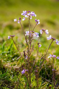 yeşil arka plan üzerinde pembe bahar çiçekleri