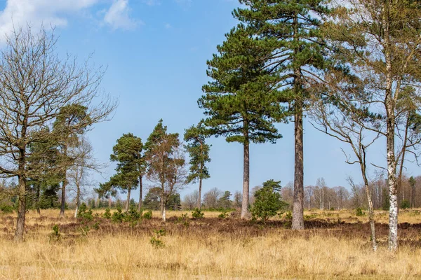Lasndscape del parque natural en Holanda —  Fotos de Stock