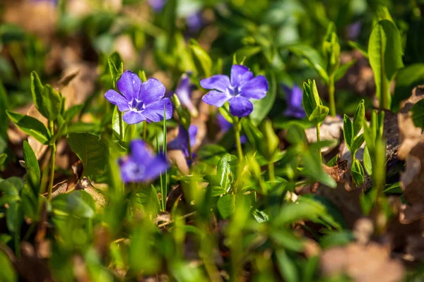 Vinac azul flores principales sobre fondo verde soleado —  Fotos de Stock