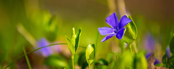 Vinac azul flores principales sobre fondo verde soleado —  Fotos de Stock