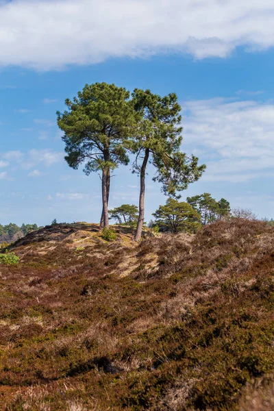 Lasndscape of nature park w Holandii — Zdjęcie stockowe