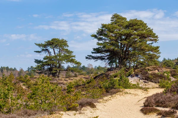 Lasndscape of nature park w Holandii — Zdjęcie stockowe