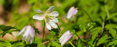Mor Yılanlar saçak uçlu çiçeklerin başındadır