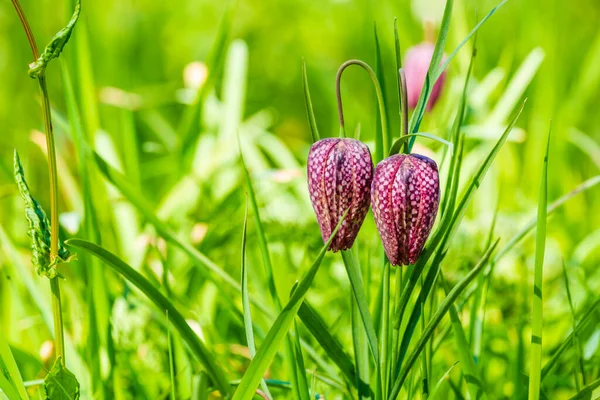 Serpientes púrpuras cabeza flores fritillarias —  Fotos de Stock