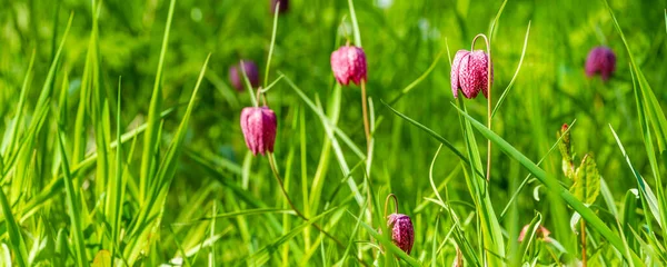 Banner purple Snakes head fritillary — Stock fotografie