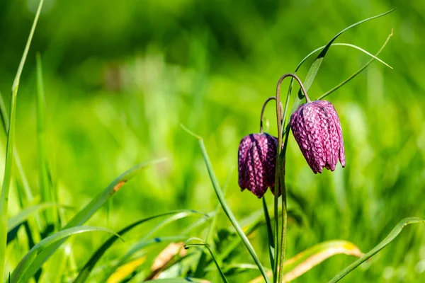 紫のヘビ頭のフリル状の花 — ストック写真