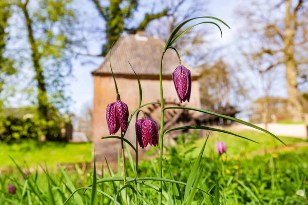 Lila Schlangen köpfen fritilläre Blumen — Stockfoto