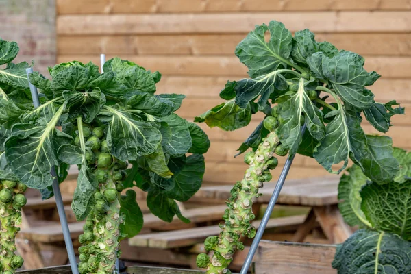 Urban gardening in — Stock Photo, Image