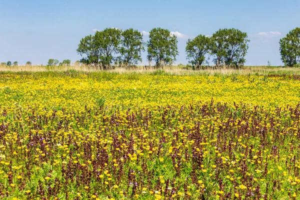 Paesaggio dell'isola di Tiengemeten nelle neteherlands — Foto Stock