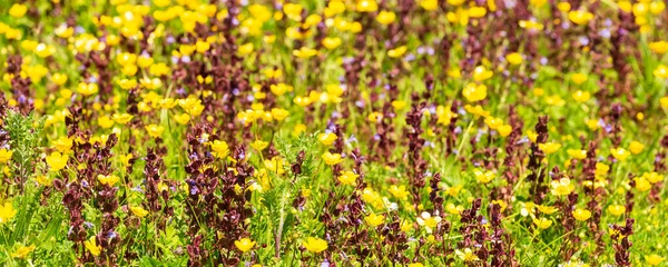 Flores silvestres coloridas entre grama — Fotografia de Stock