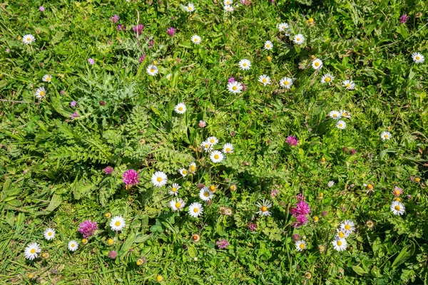 Flores silvestres coloridas entre grama — Fotografia de Stock