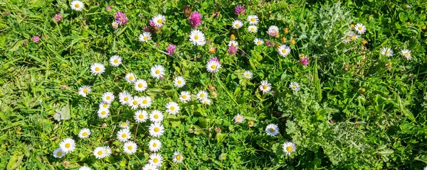 Flores silvestres coloridas entre grama — Fotografia de Stock