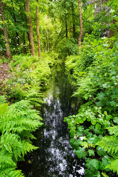 Flusso fluente tra gli alberi nella foresta — Foto Stock