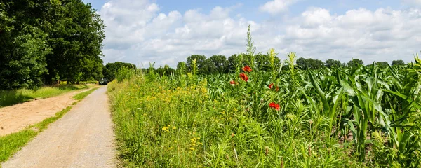 Nastrue inkl. Landwirtschaft in den Niederlanden — Stockfoto