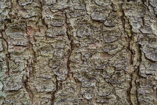 Blauwe kurkboom textuur — Stockfoto