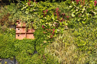 Kuş eviyle dikey bahçe