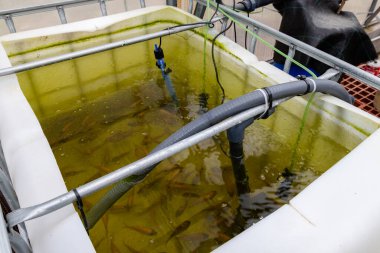 Aquaponics veya hidrofonik tarım sistemi
