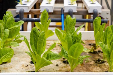 Aquaponics veya hidrofonik tarım sistemi