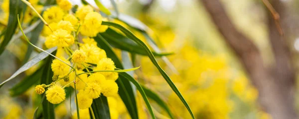 Háttér Tavaszi Mimosa virágok teljes virágban. — Stock Fotó